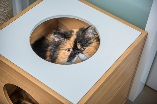 Environmental Paw Print - The Facts