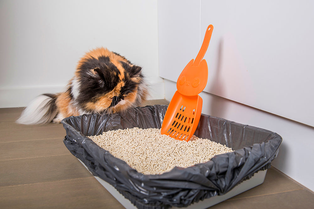 Your Pet's Environmental Impact