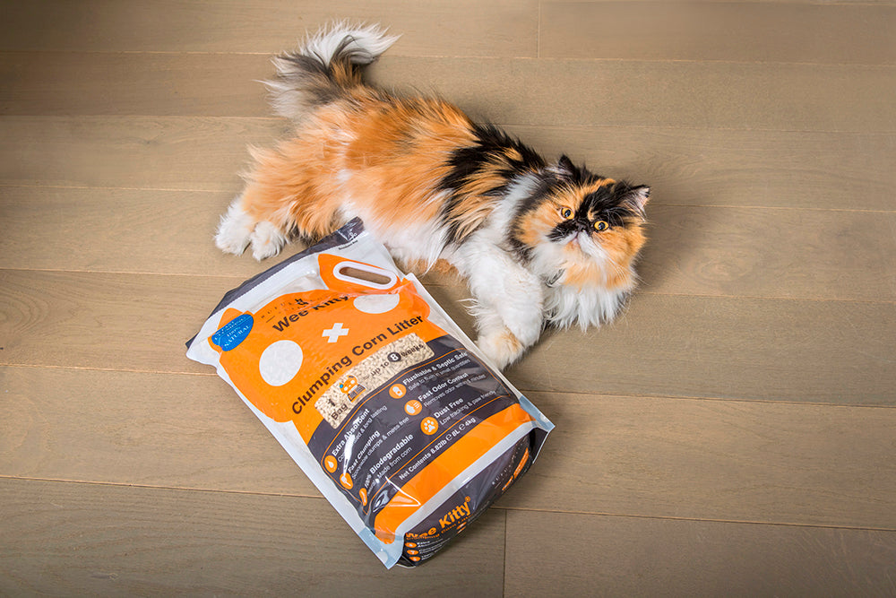 4 Ways To Reduce Your Environmental Paw Print