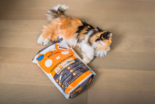 4 Ways To Reduce Your Environmental Paw Print