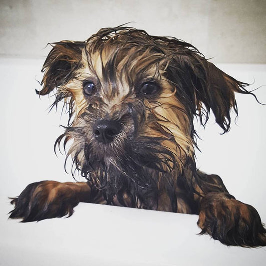 Shampoozled? Choosing the right shampoo for your pet!