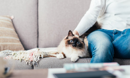Roomies: Apartment Living with a Pet