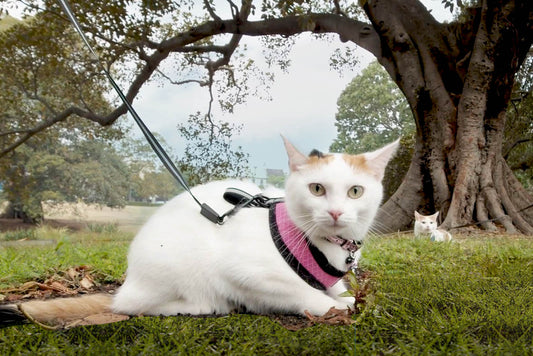 Cat Explorers: The New Furry Friends to Adventure With